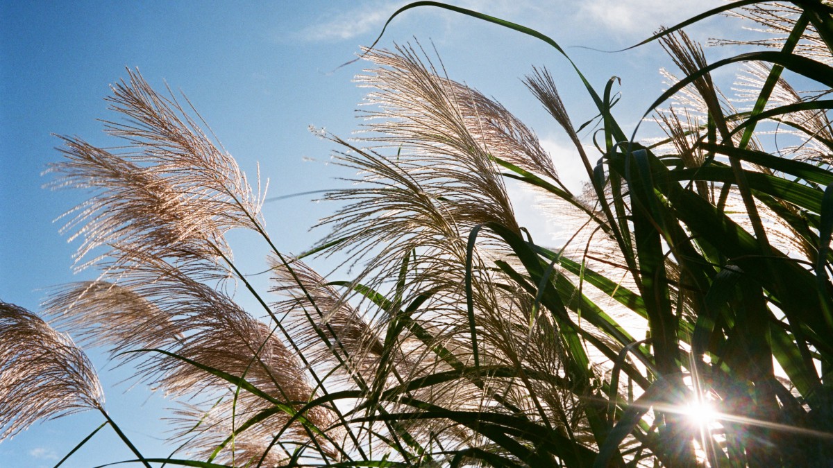 优美的芦苇风景图片59