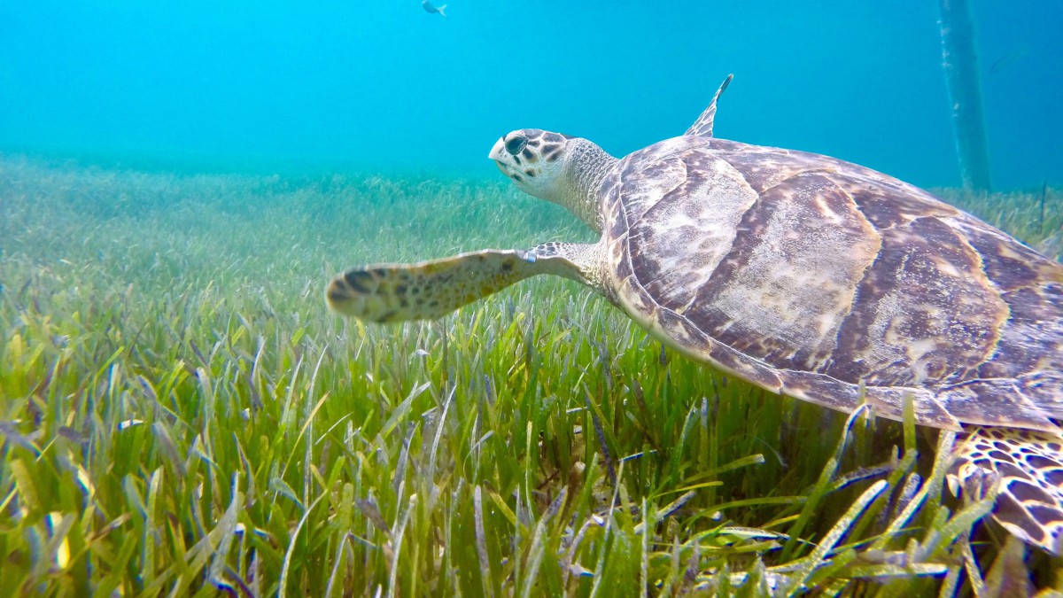 深海海龜圖片大全-動物壁紙-高清動物圖片-第6圖-娟娟壁紙