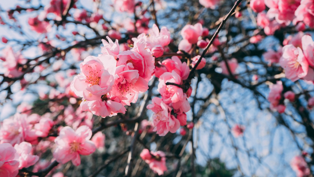 盛开的桃花图片大全-花卉壁纸-高清花卉图片-第2图-娟娟壁纸