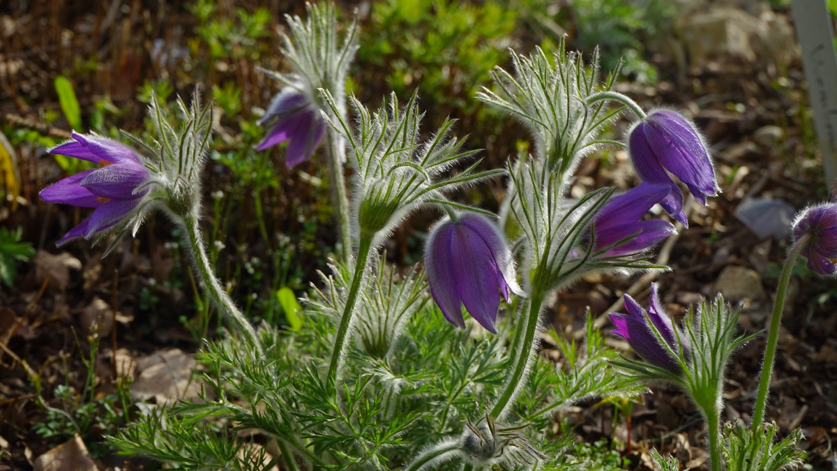 野花白头翁高清图片(5/15)