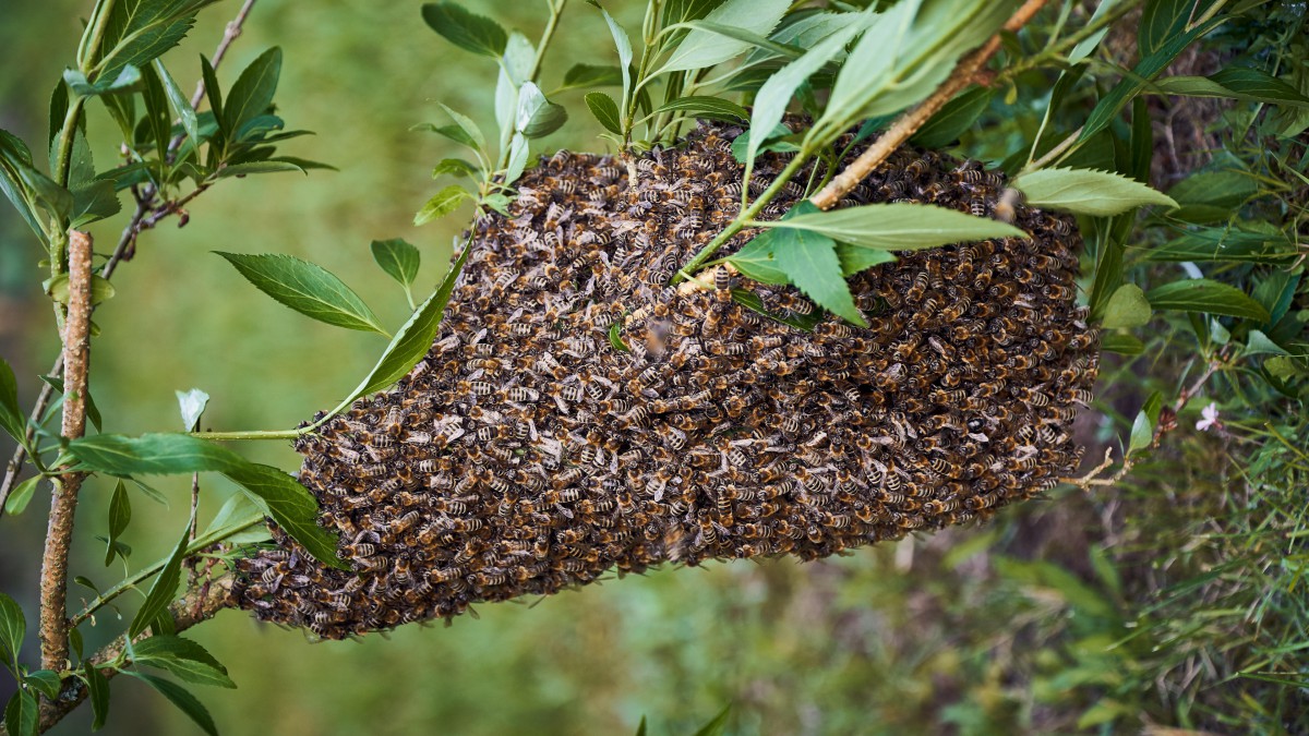 树上的蜜蜂图片18