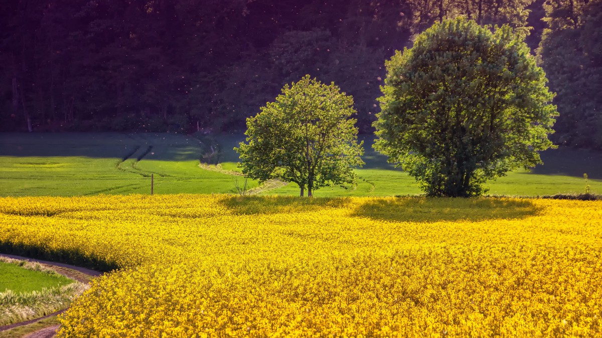 高清油菜花风景图片大图-花卉壁纸-高清花卉图片-第8图-娟娟壁纸