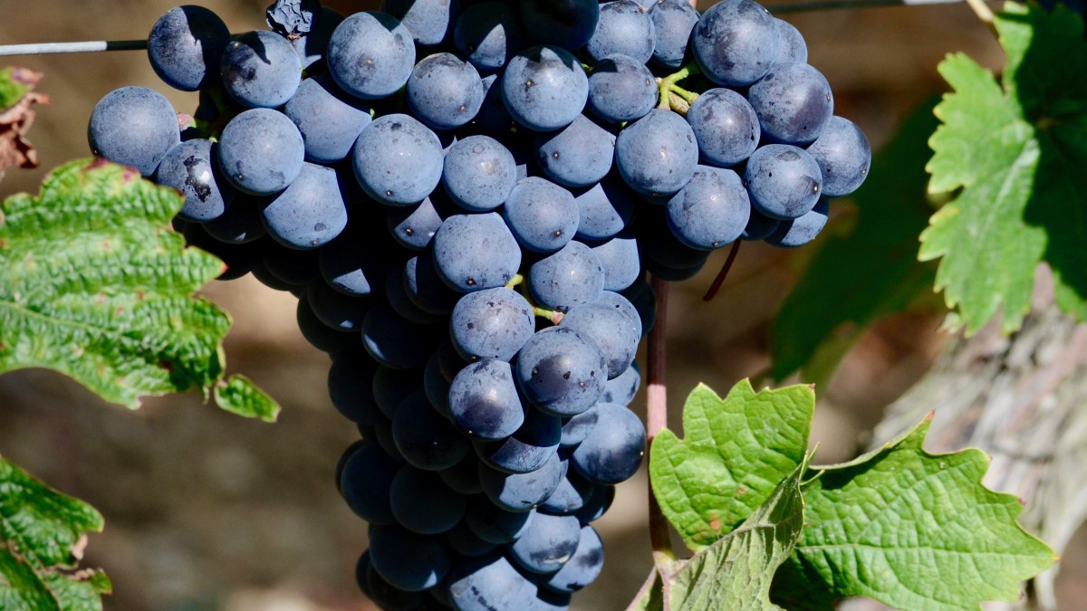 紫色的葡萄图片大全-花卉壁纸-高清花卉图片-第8图-娟娟壁纸