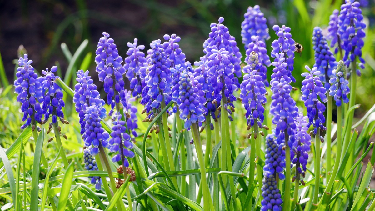 风信子图片大全大图-花卉壁纸-高清花卉图片-娟娟壁纸