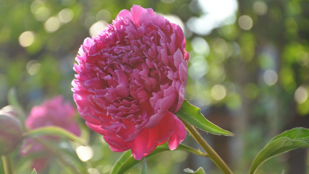 高清牡丹花图片(11/11)