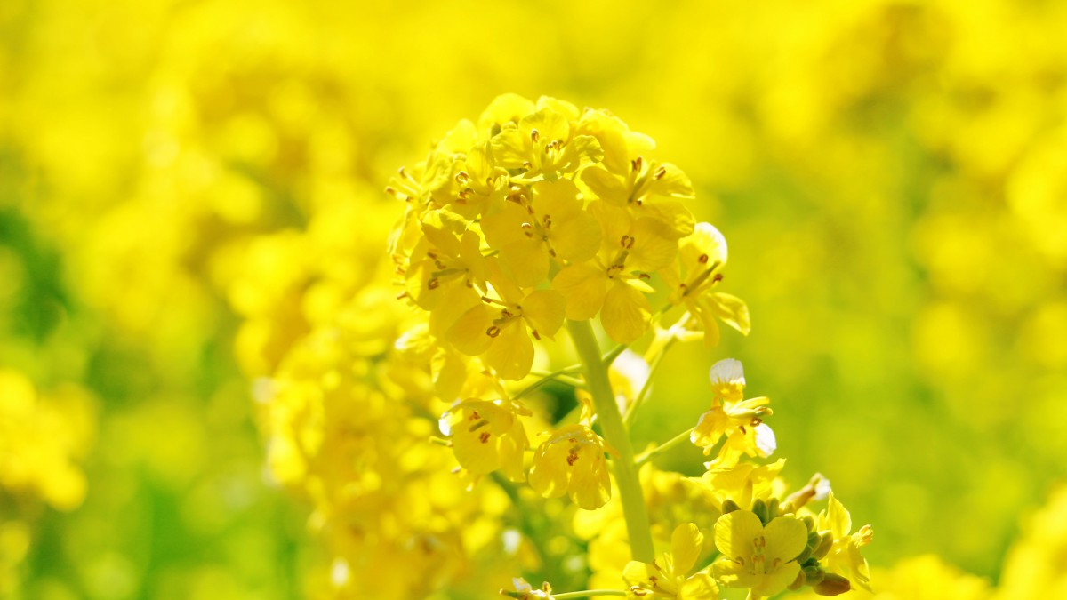 高清金黄的油菜花图片68