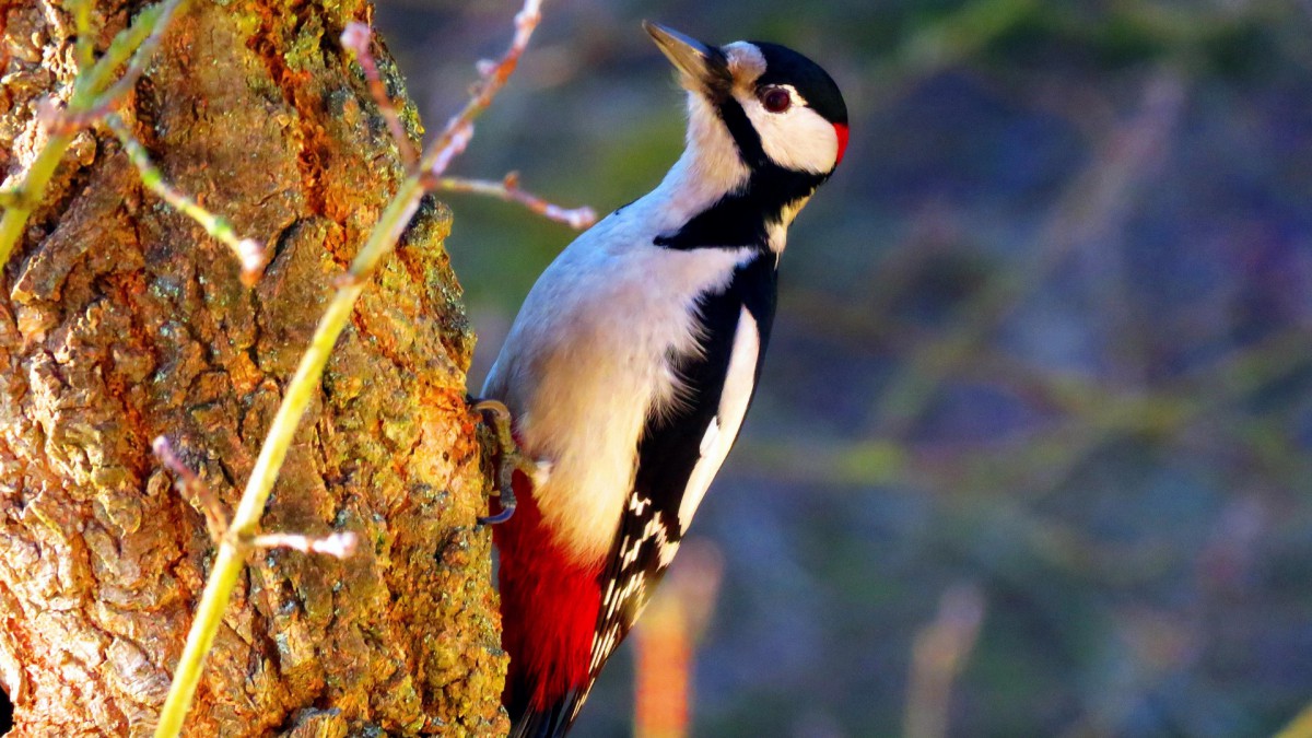 大斑啄木鸟图片大全-动物壁纸-高清动物图片-第4图-娟娟壁纸