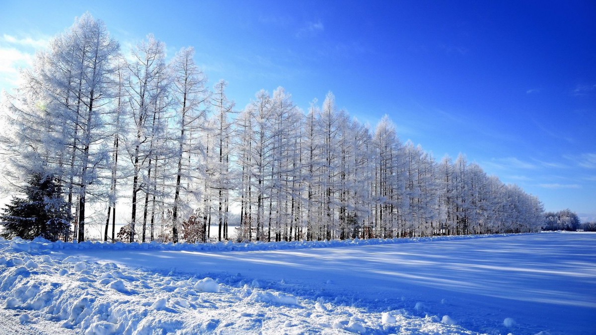 唯美雪景圖片大全壁紙1111