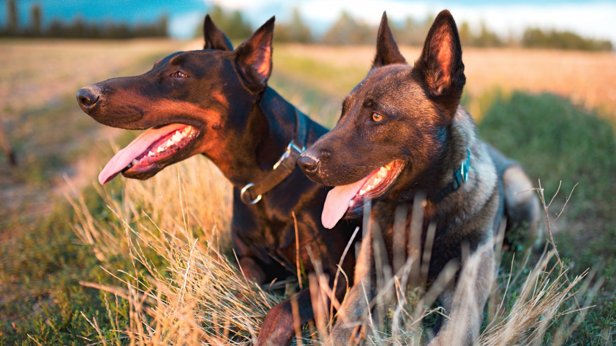 训练有素的猎犬图片17