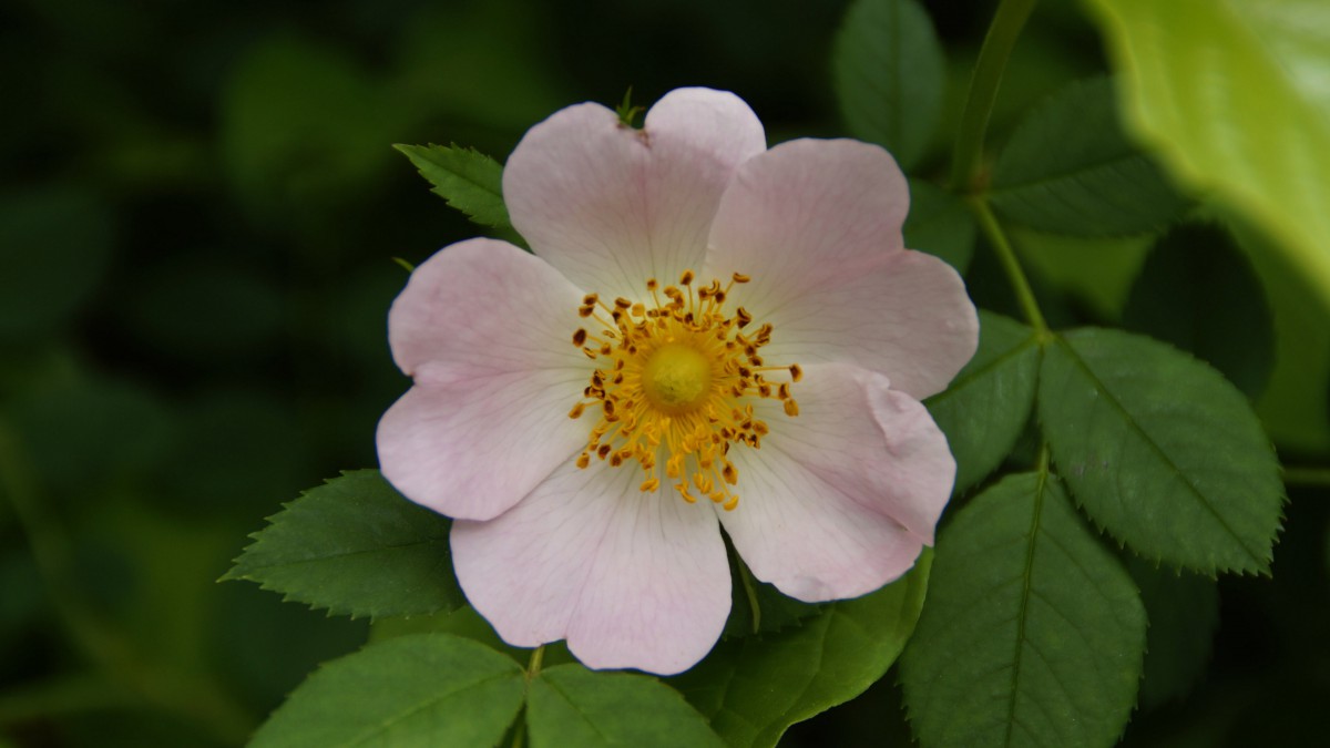 野玫瑰花图片(11/12)