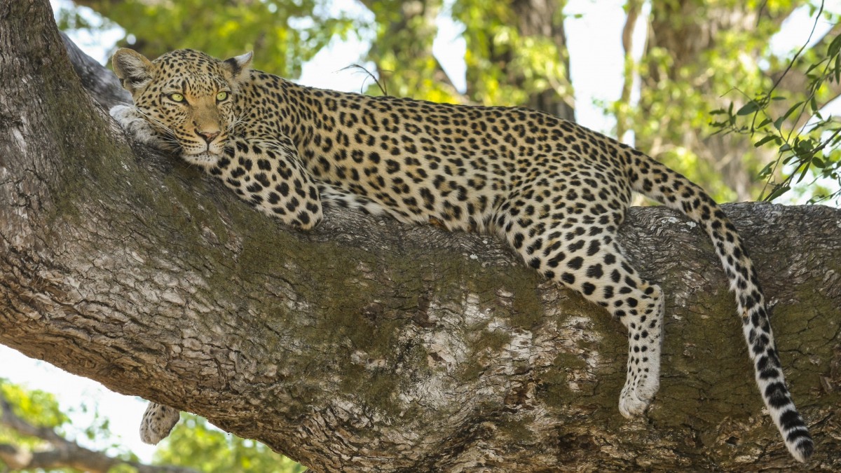 野生豹图片-动物壁纸-高清动物图片-第2图-娟娟壁纸