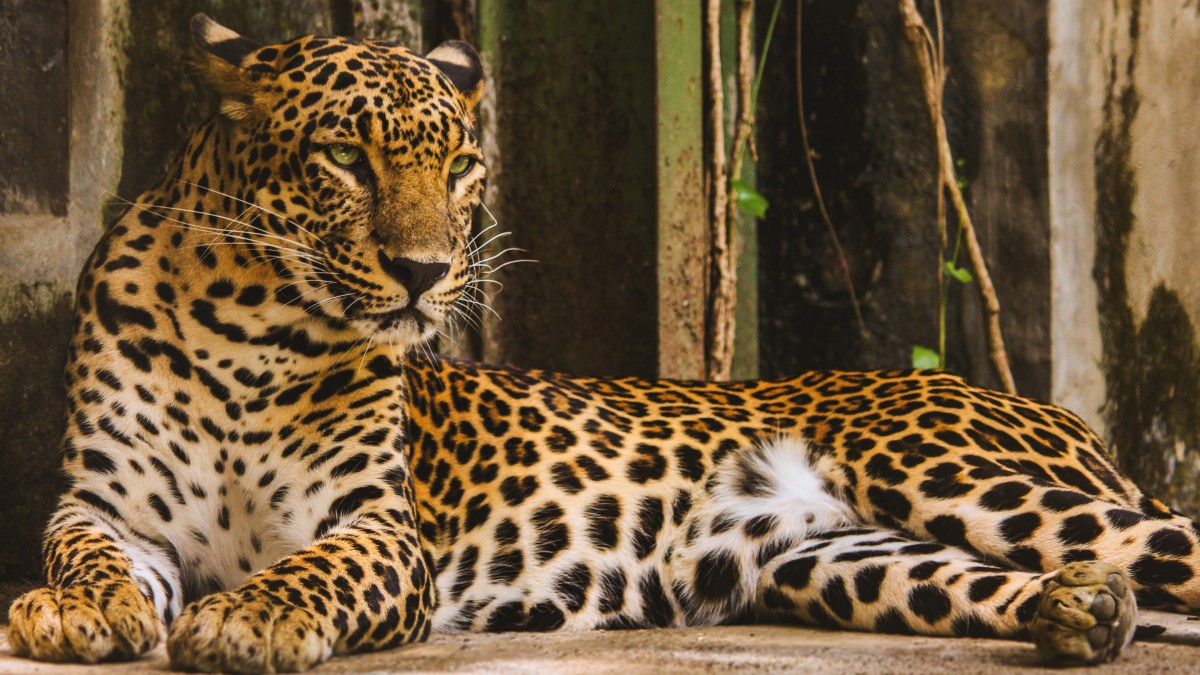 野生豹图片(8/12)