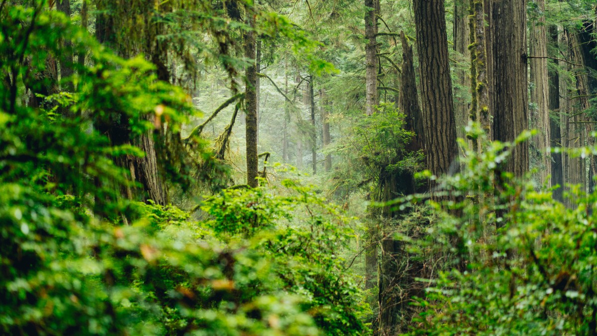 茂密的樹林風景圖片-風景壁紙-高清風景圖片-娟娟壁紙