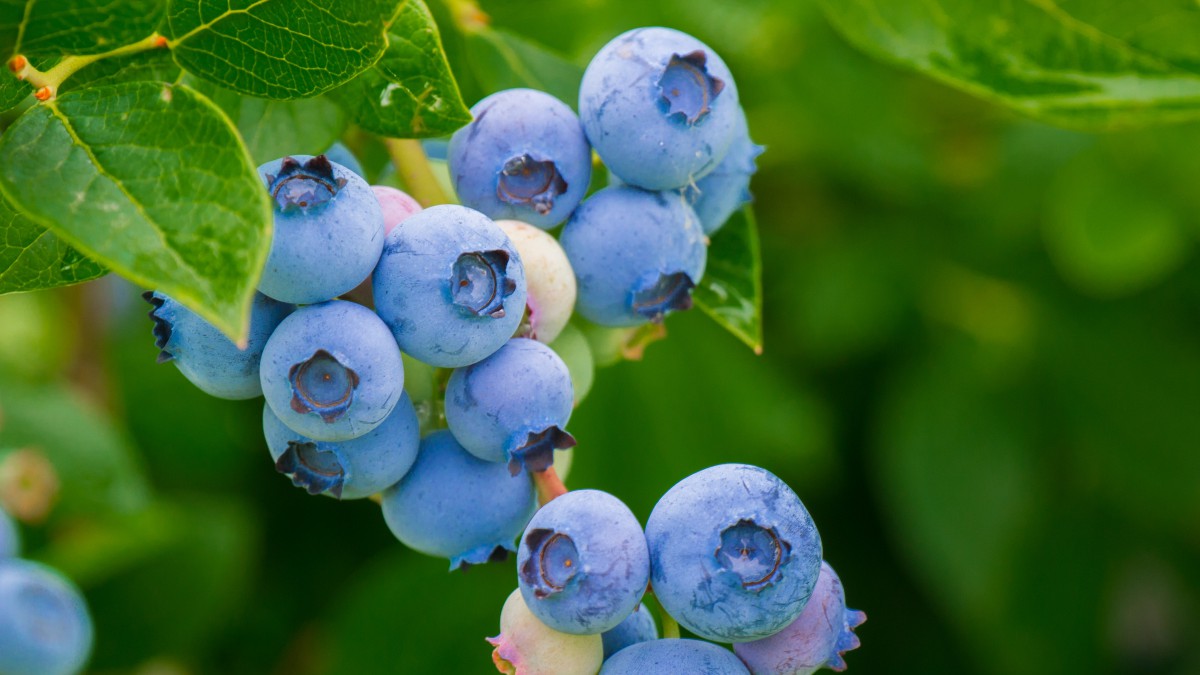 高清蓝莓图片-花卉壁纸-高清花卉图片-娟娟壁纸