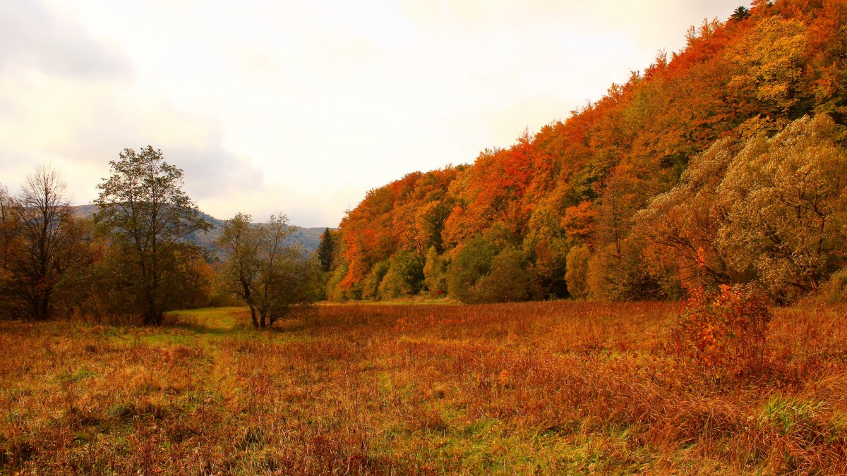 深秋树林落叶景色图片812