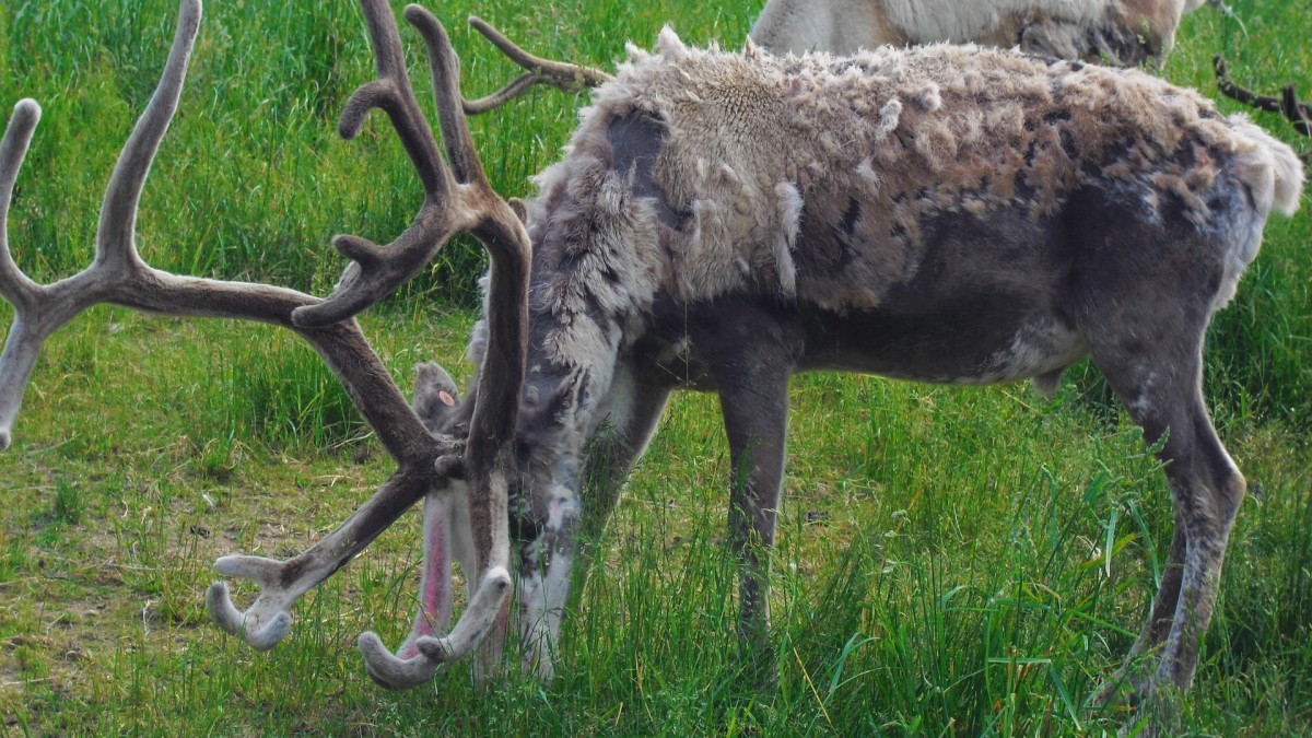 长角的驯鹿图片-动物壁纸-高清动物图片-第8图-娟娟壁纸