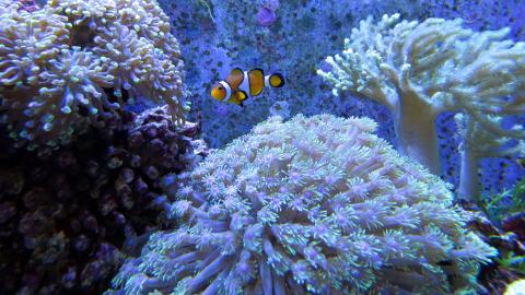 高清海底珊瑚图片(4/10)