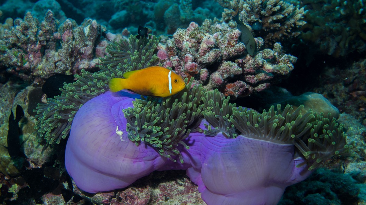 海底珊瑚和珊瑚礁图片(6/10)