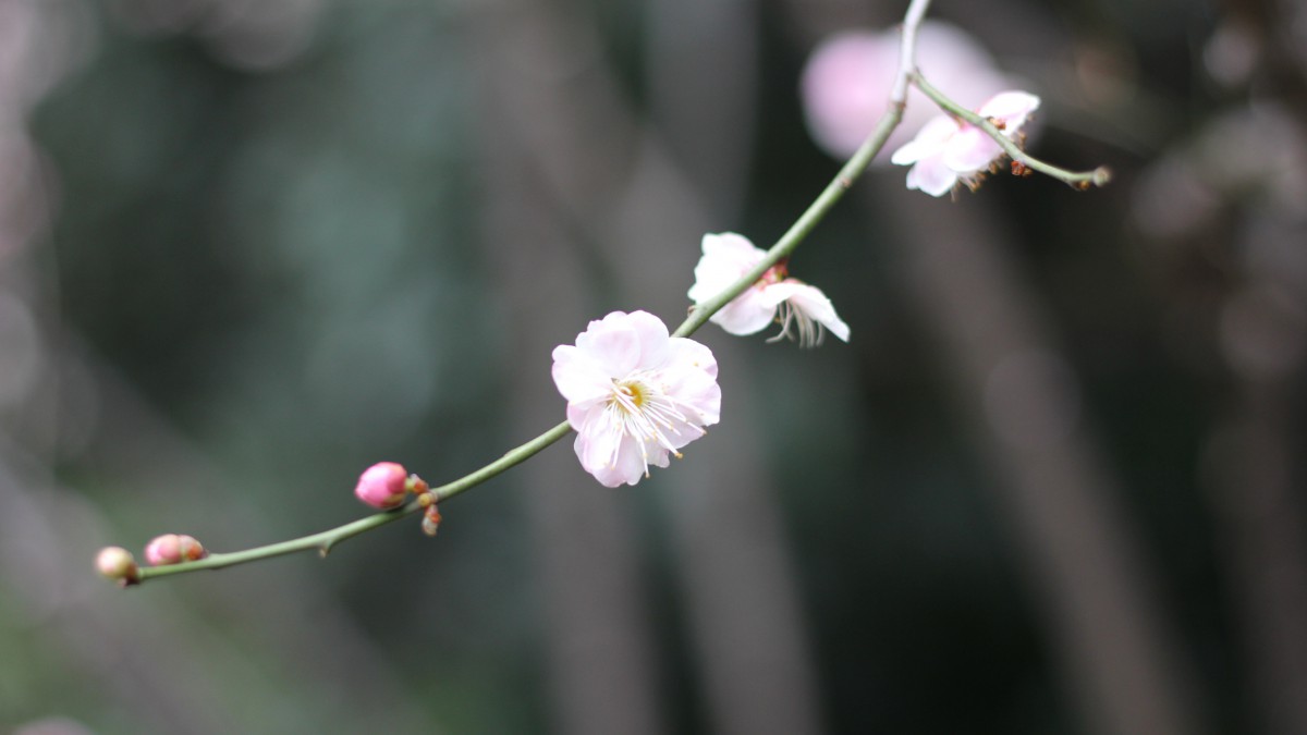 高清江梅梅花圖片811