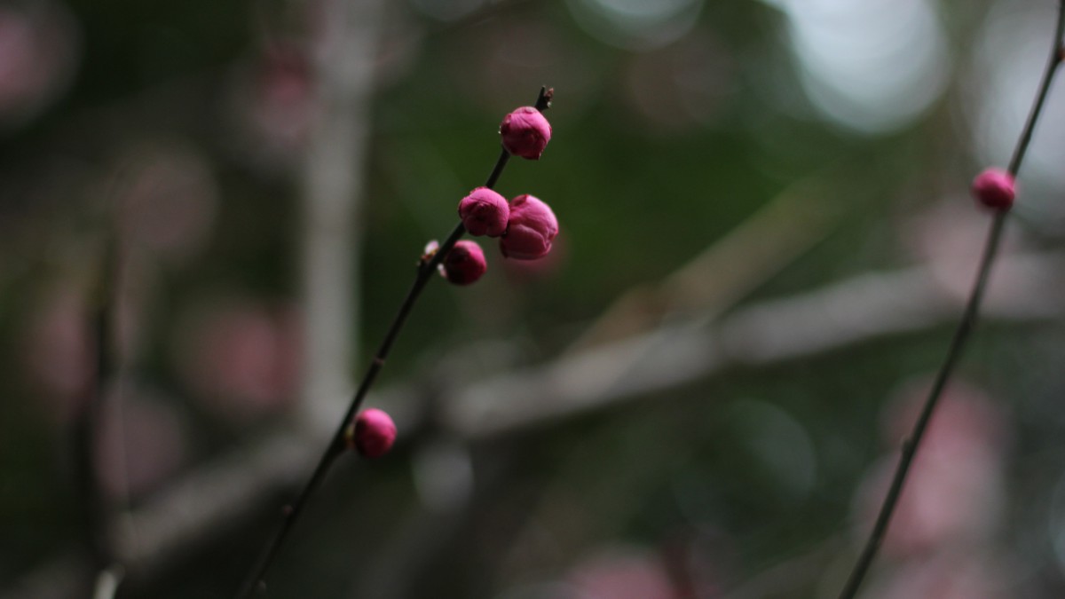 5k梅花花骨朵圖片-花卉壁紙-高清花卉圖片-第10圖-娟娟壁紙