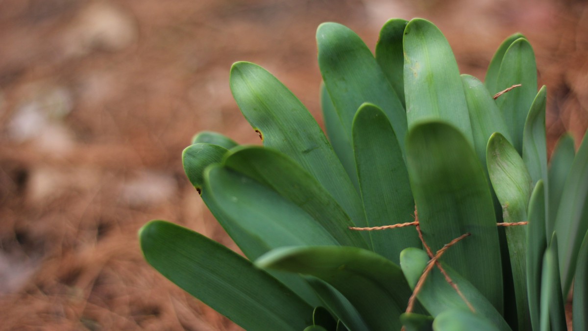 短蕊石蒜图片(8/12)
