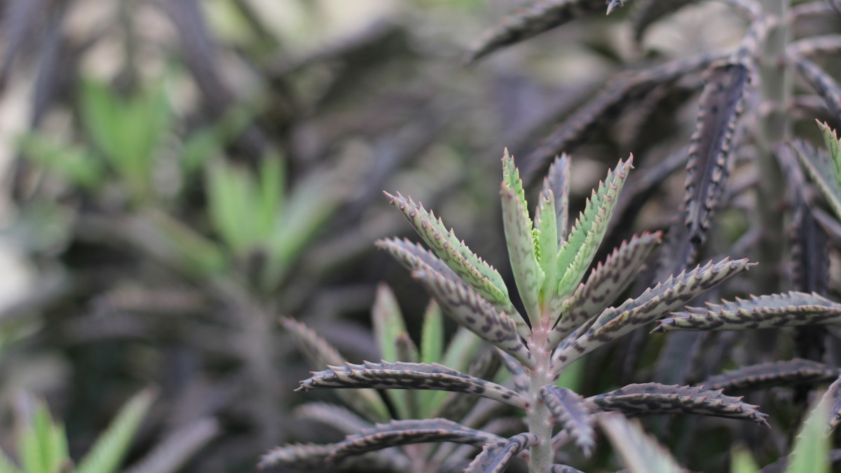 不死鸟多肉图片-花卉壁纸-高清花卉图片-第5图-娟娟壁纸