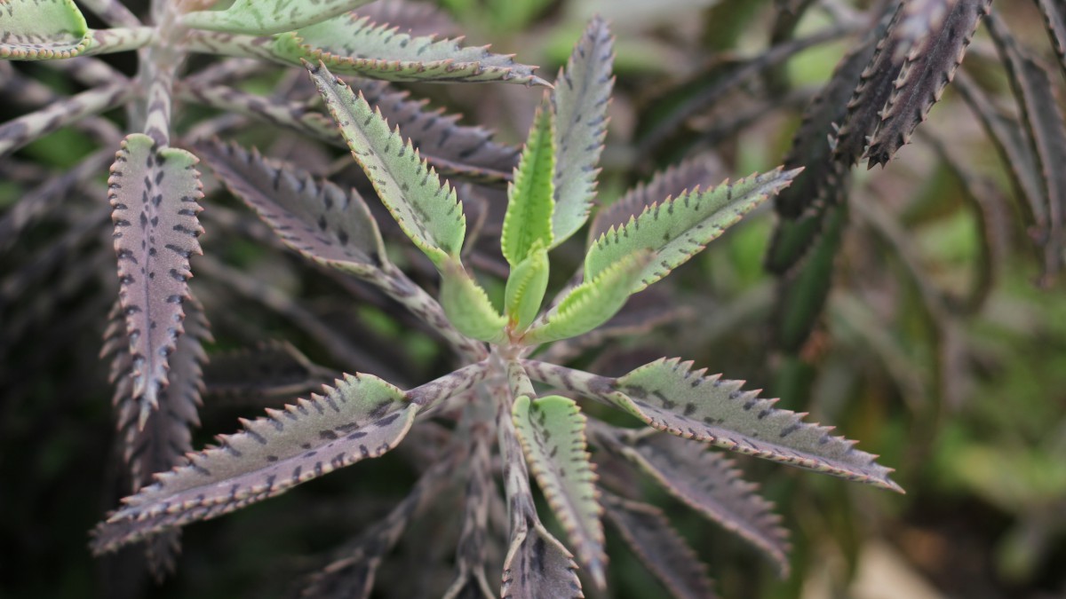 不死鸟多肉图片-花卉壁纸-高清花卉图片-第7图-娟娟壁纸