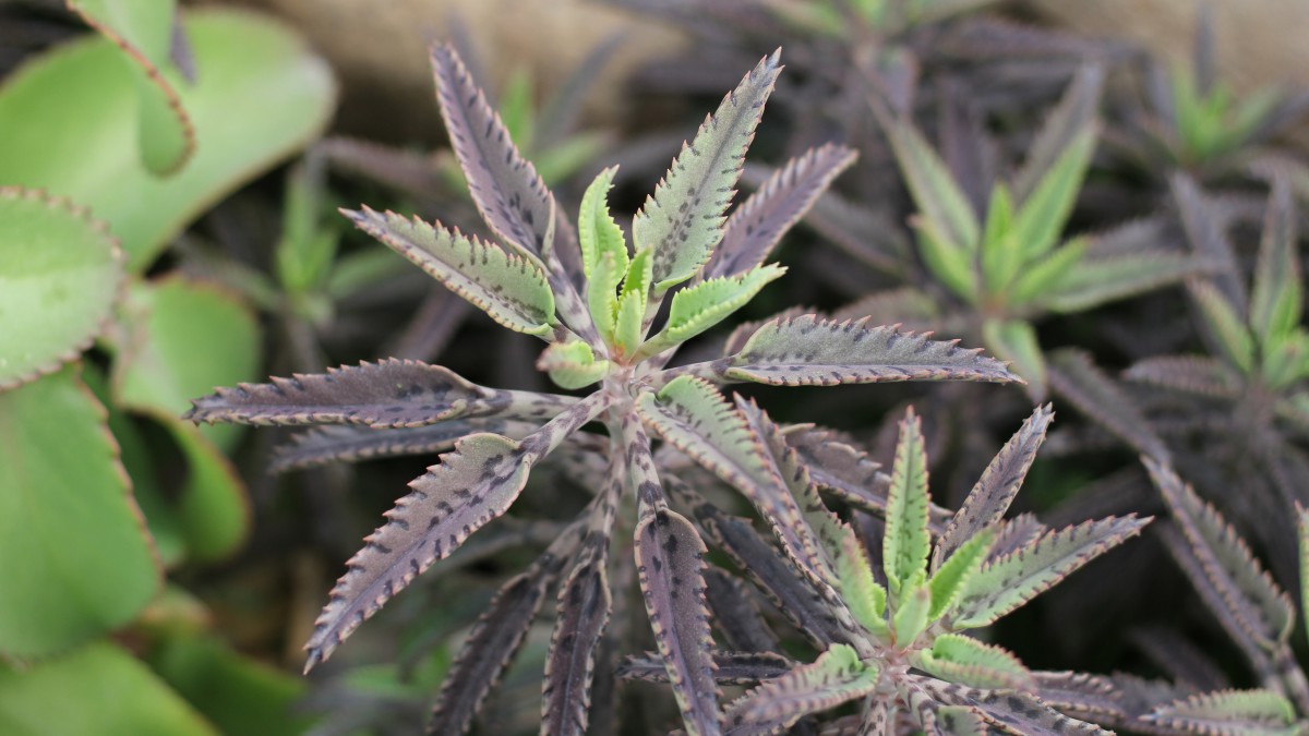 不死鸟多肉图片-花卉壁纸-高清花卉图片-第8图-娟娟壁纸