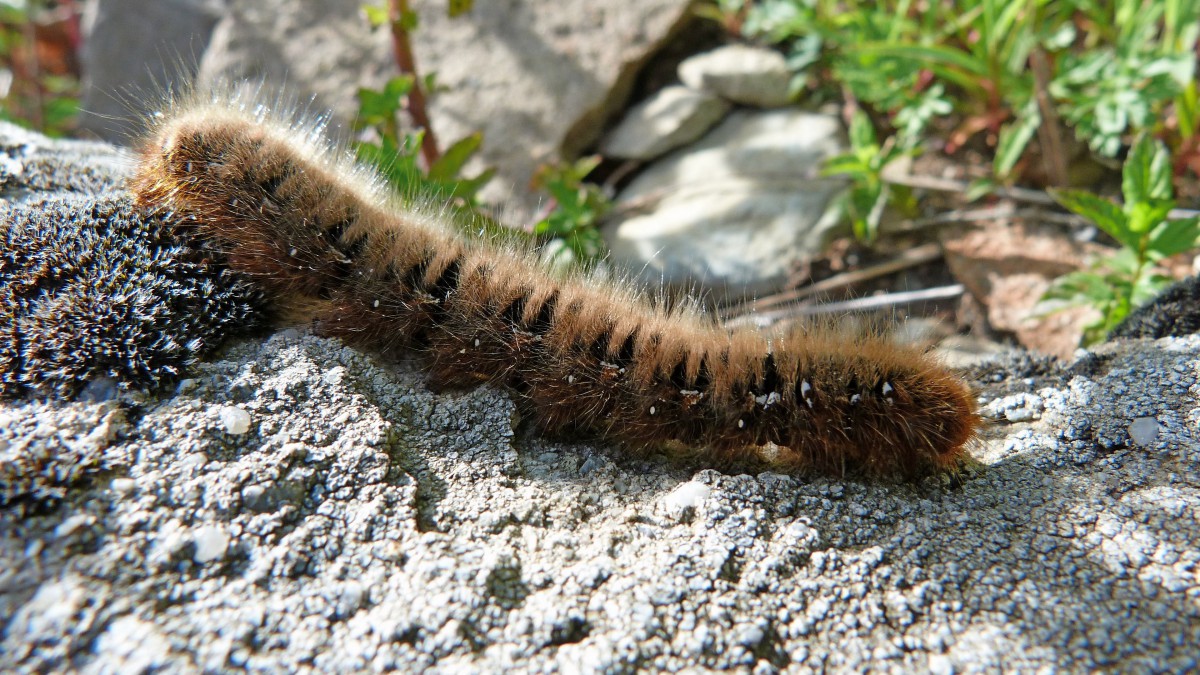 毛毛虫图片大全1012