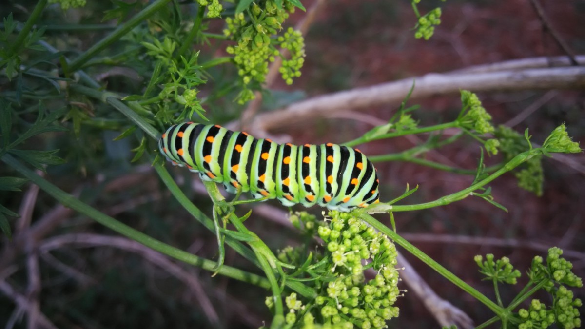 毛毛虫图片大全512