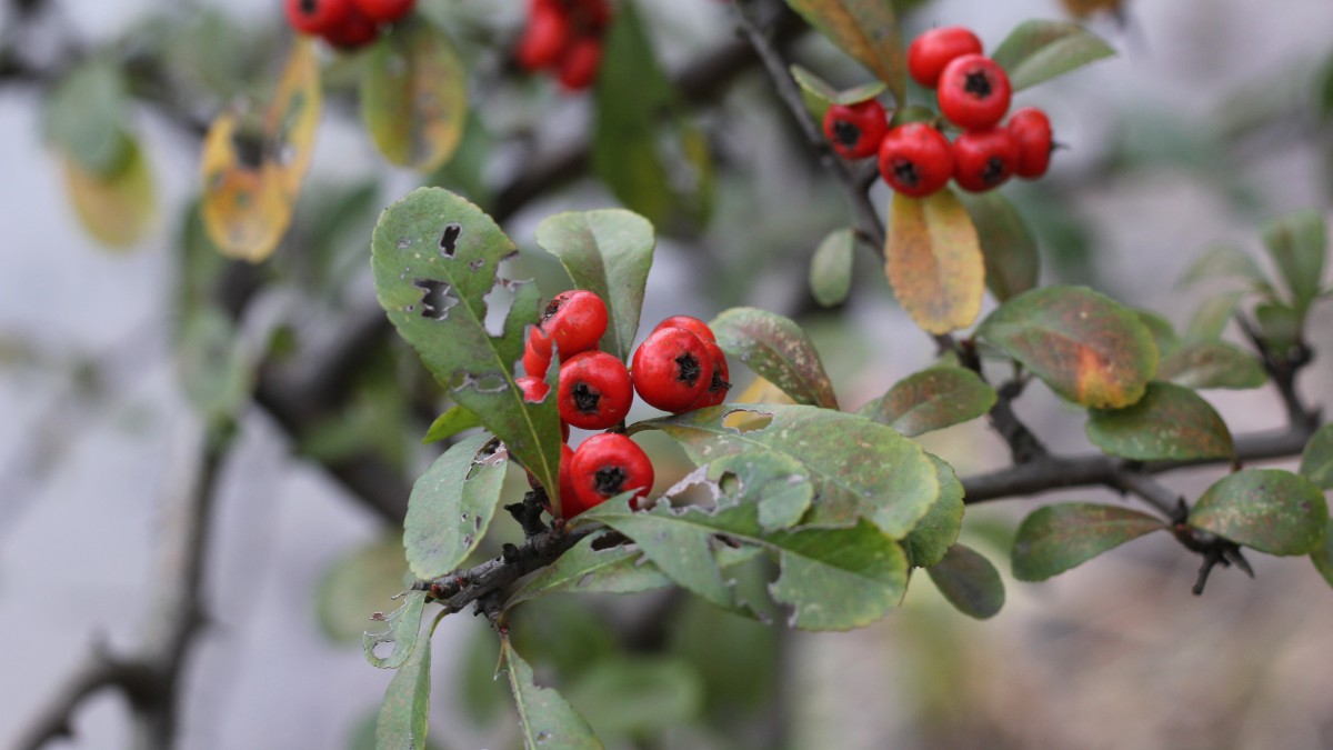 火棘果图片(9/11)