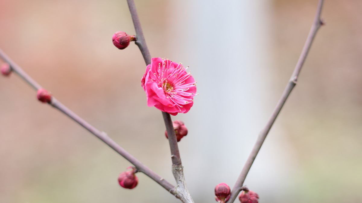 鲜艳的红梅花图片612