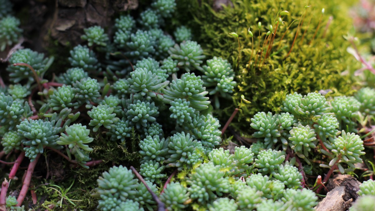 小松绿多肉图片611