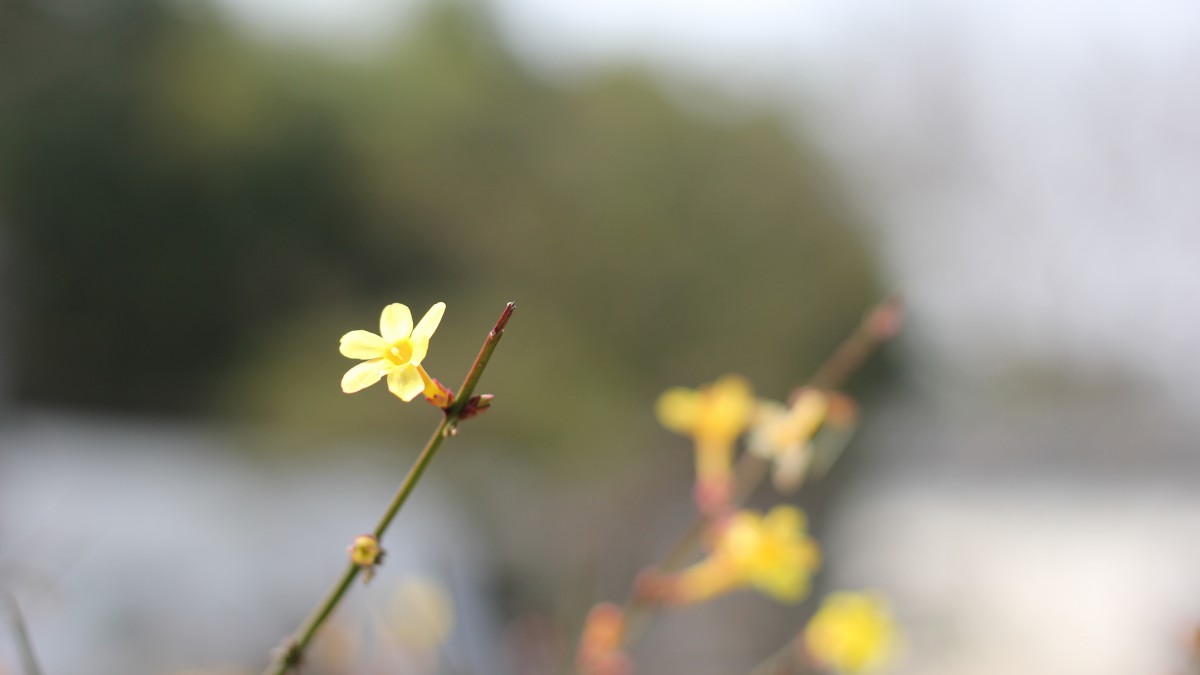 迎春花圖片大全大圖-花卉壁紙-高清花卉圖片-第2圖-娟娟壁紙