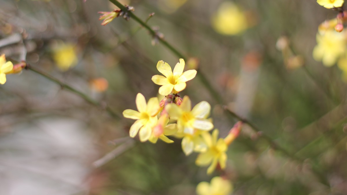 迎春花圖片大全大圖-花卉壁紙-高清花卉圖片-第8圖-娟娟壁紙