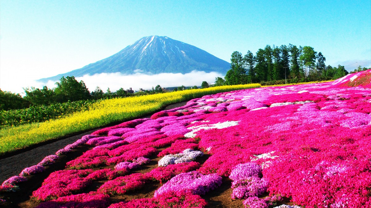 唯美高清花海图片大全-花卉壁纸-高清花卉图片-第3图-娟娟壁纸