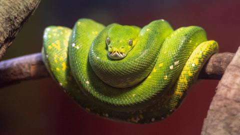 绿色的毒蛇图片大全413