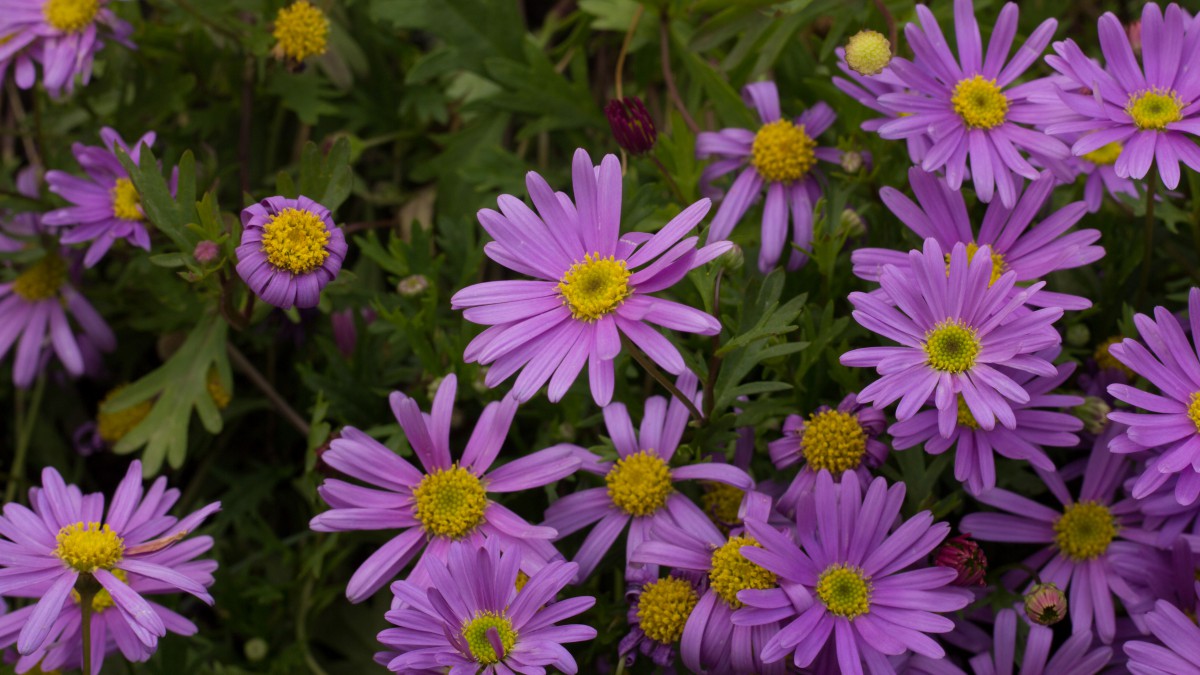 紫色翠菊花图片310