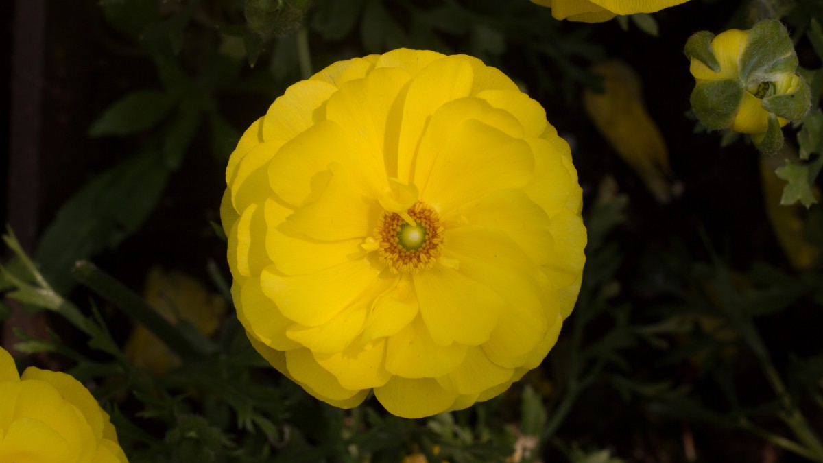 黄色的花毛茛图片大全-花卉壁纸-高清花卉图片-第5图-娟娟壁纸