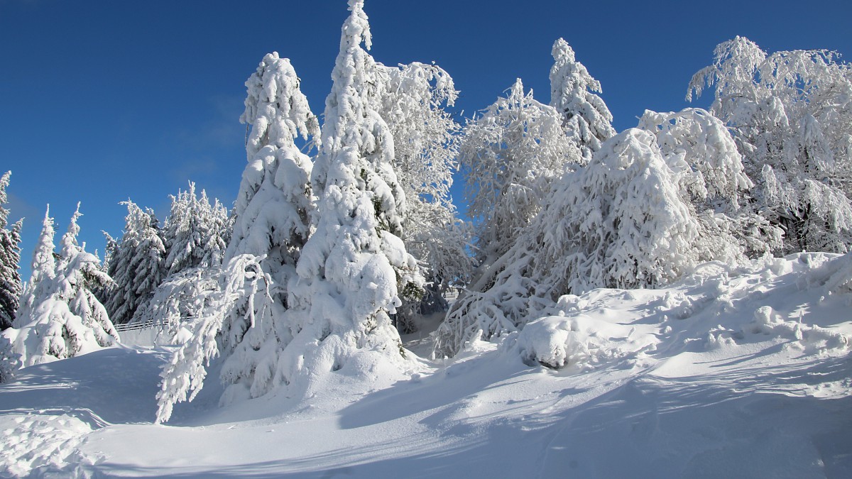 森林大雪雪景圖片-風景壁紙-高清風景圖片-娟娟壁紙