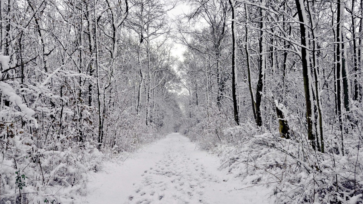 森林大雪雪景圖片-風景壁紙-高清風景圖片-第4圖-娟娟壁紙