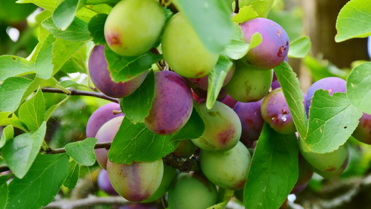 树枝上的高清李子图片-花卉壁纸-高清花卉图片-第2图-娟娟壁纸