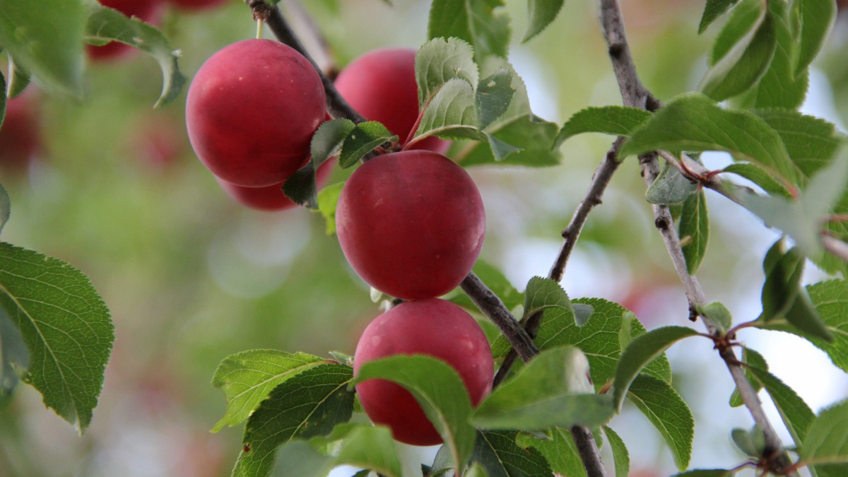树枝上的高清李子图片-花卉壁纸-高清花卉图片-第5图-娟娟壁纸