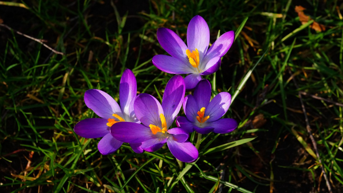 藏红花图片大全大图(8/11)