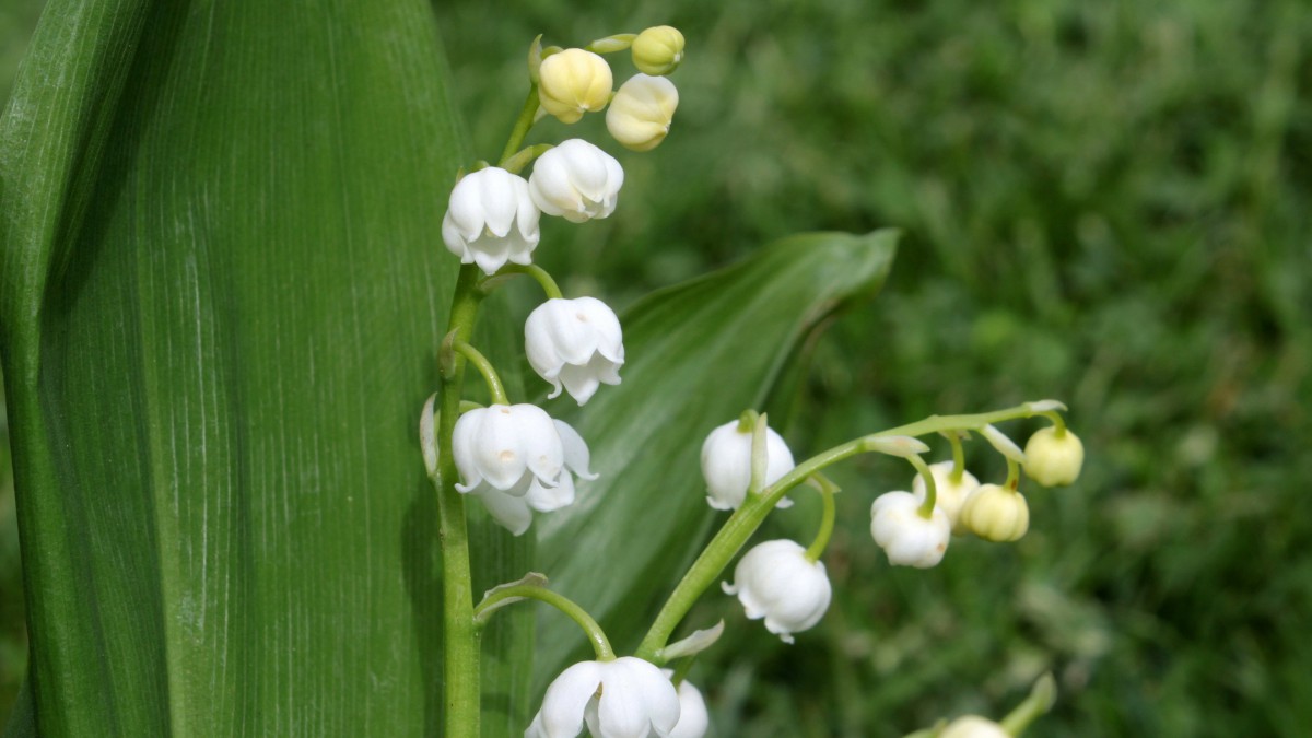 山谷百合图片38