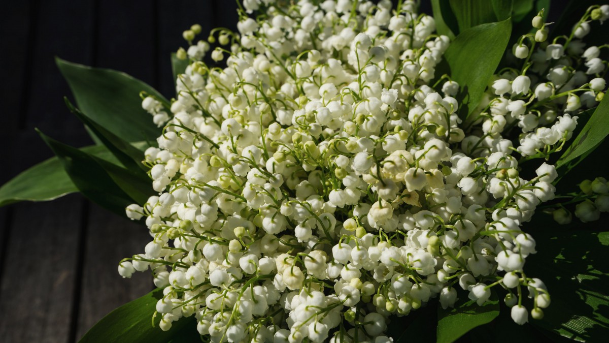 山谷百合图片(7/8)