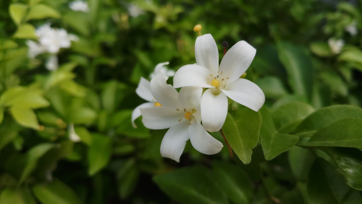 白色的茉莉花圖片-花卉壁紙-高清花卉圖片-第6圖-娟娟壁紙