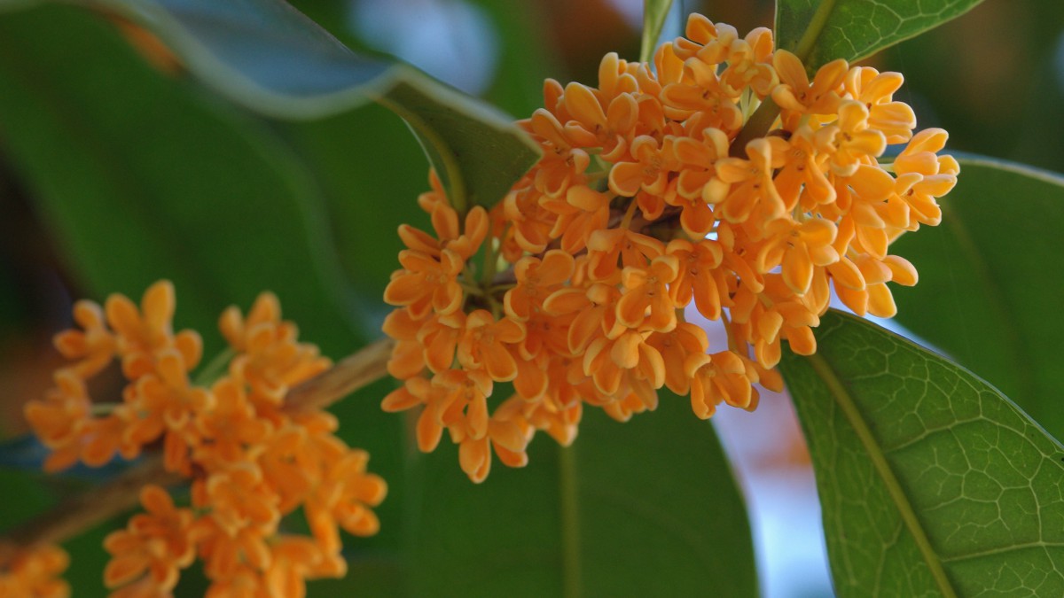 桂花图片大全大图27