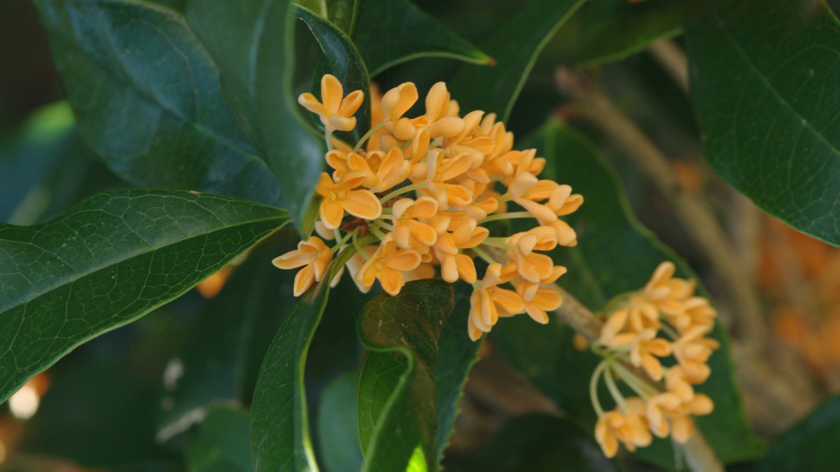 桂花圖片大全大圖-花卉壁紙-高清花卉圖片-第4圖-娟娟壁紙