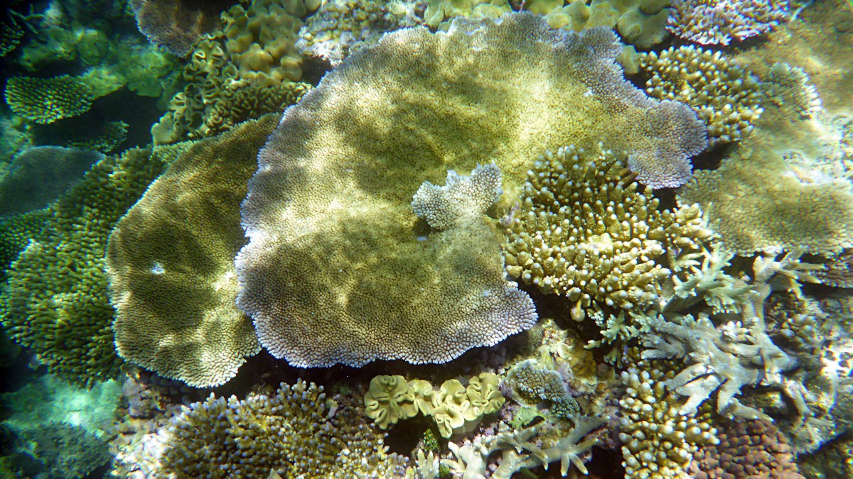 高清海底珊瑚图片-动物壁纸-高清动物图片-第8图-娟娟壁纸